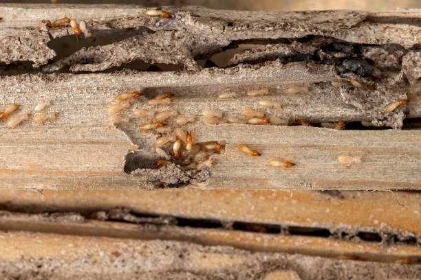 Best Emergency Pest Control  in Spring Lake, MI